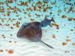 Southern Stingray with Ocean Triggerfish